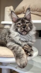 Astins Maine Coon kitten - Available for adoption at FavCats