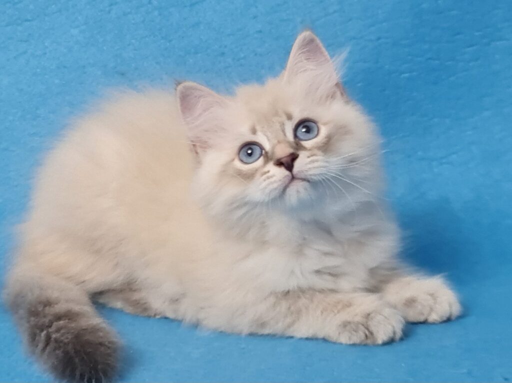 Zeus