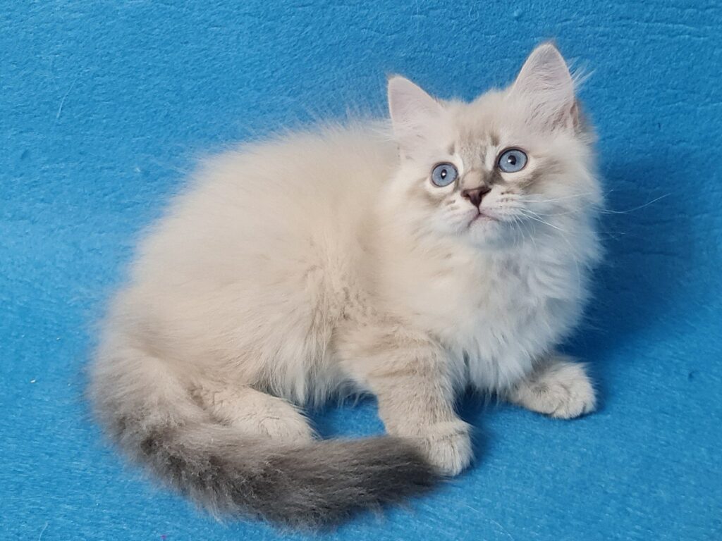 Zeus