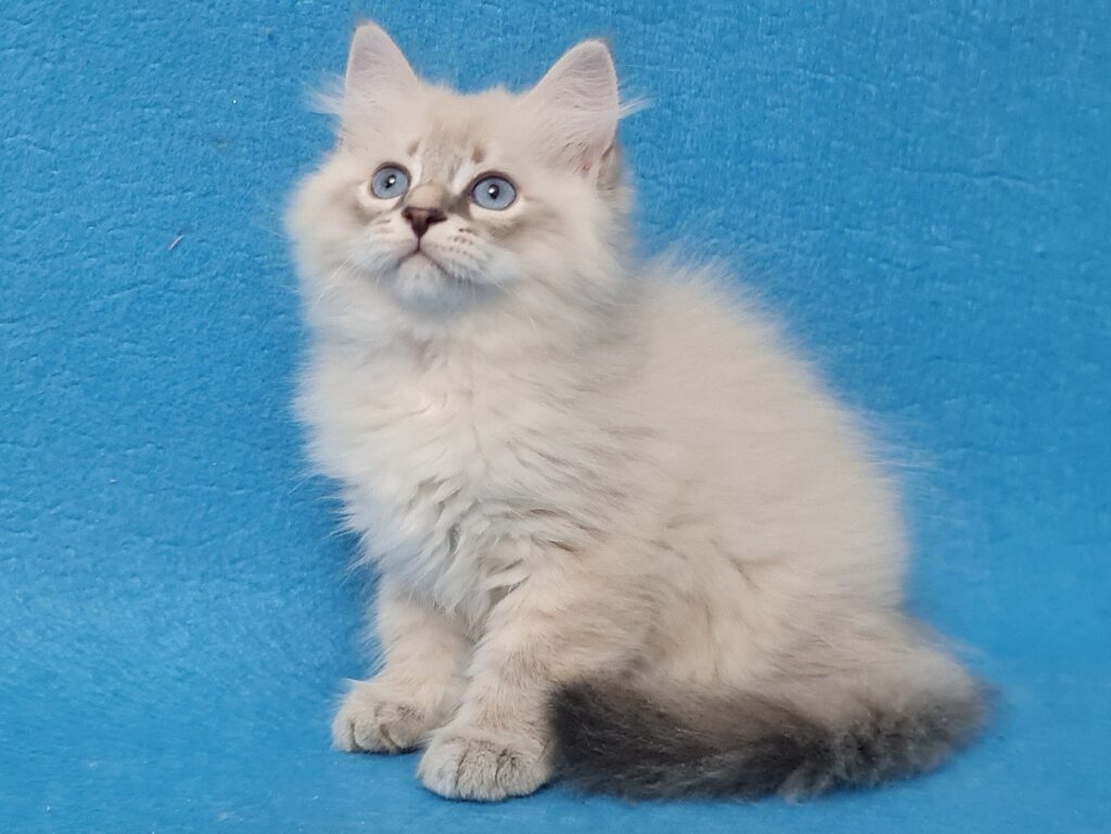 Zeus