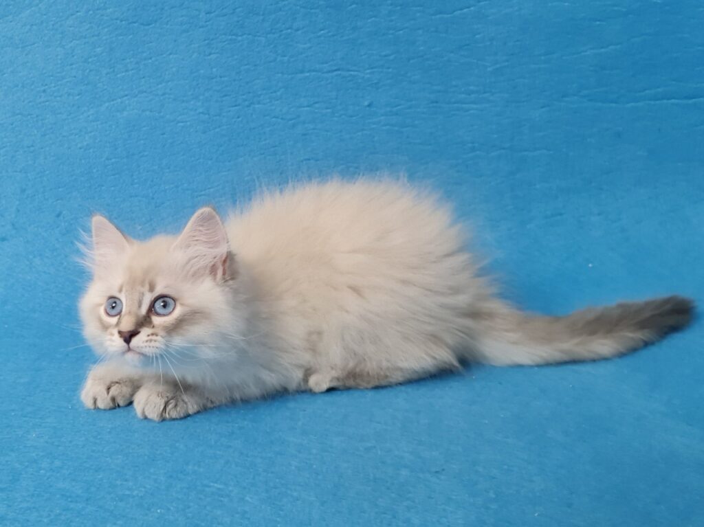 Zeus
