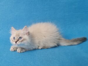 Zeus Siberian Cat kitten - Available for adoption at FavCats