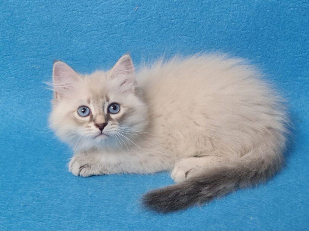 Zeus