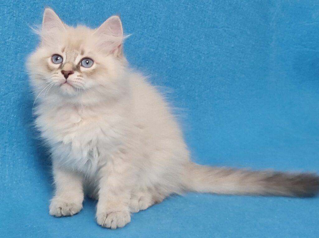 Zeus