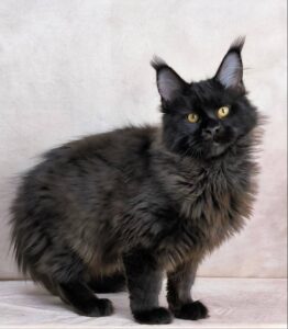 Yamamoto Maine Coon kitten - Available for adoption at FavCats