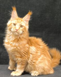 Yamaica Maine Coon kitten - Available for adoption at FavCats