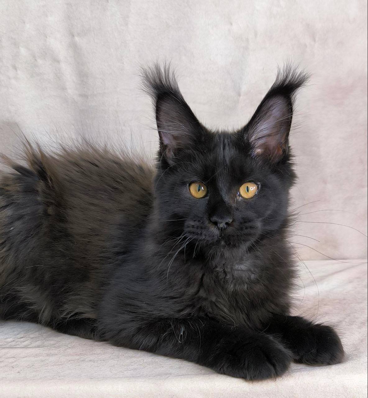 Butterfly Maine Coon kitten - Available for adoption at FavCats