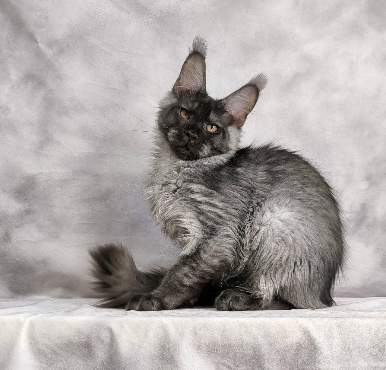 Amethyst R Maine Coon kitten - Available for adoption at FavCats