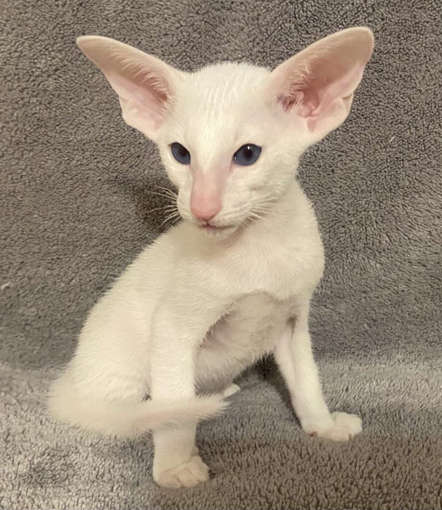 Elf after 03/30 Oriental Cat kitten - Available for adoption at FavCats