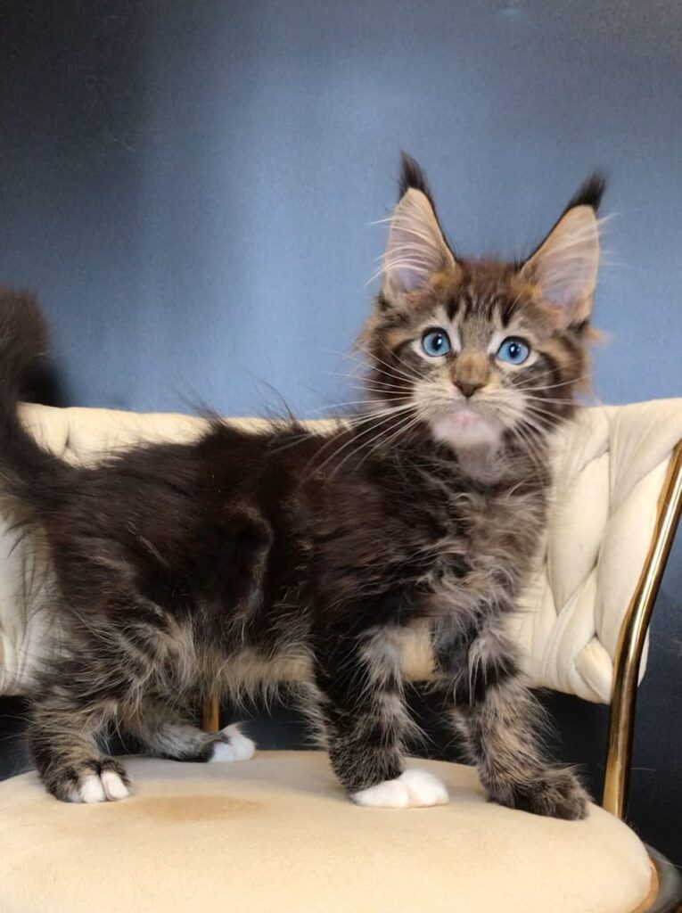 Romeo