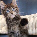 Romeo thumbnail