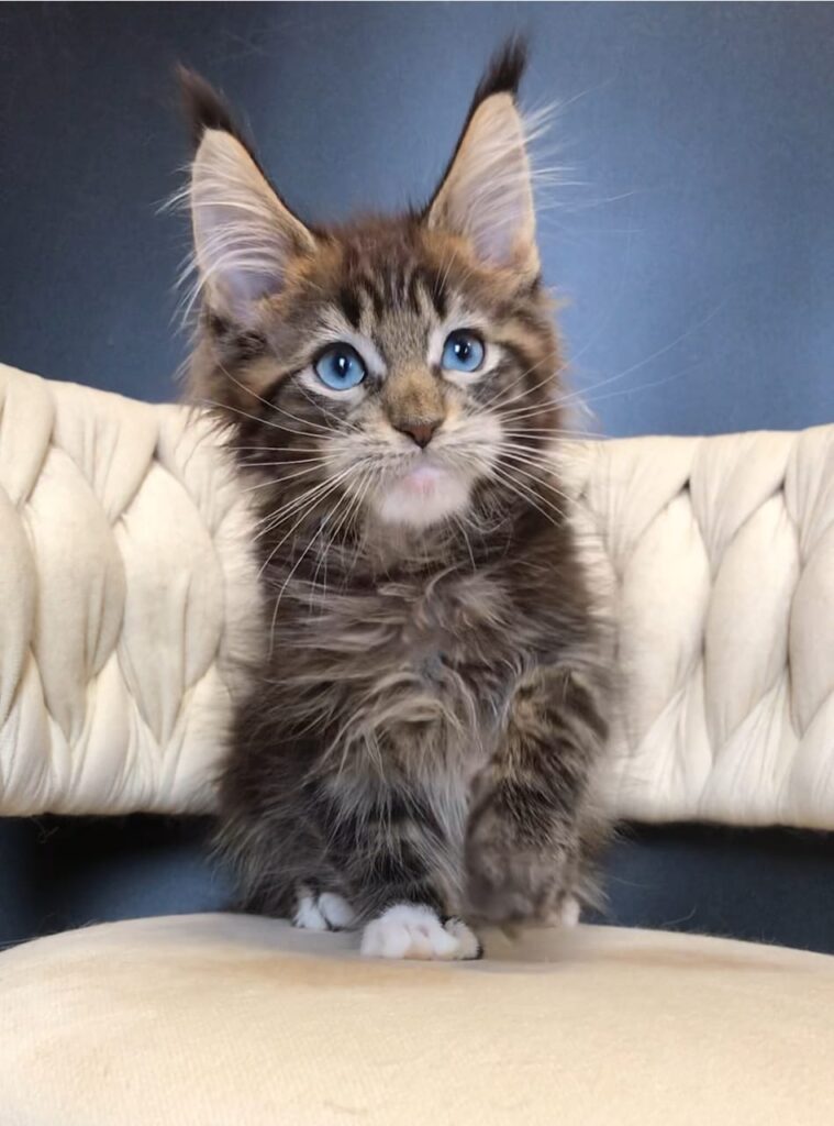 Romeo