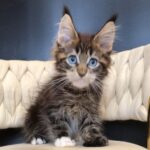 Romeo thumbnail