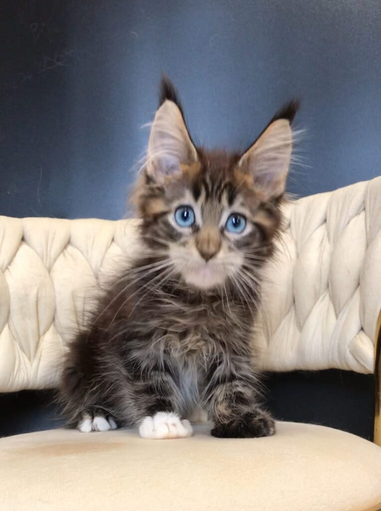 Romeo
