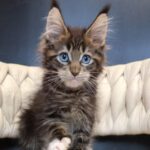 Romeo thumbnail
