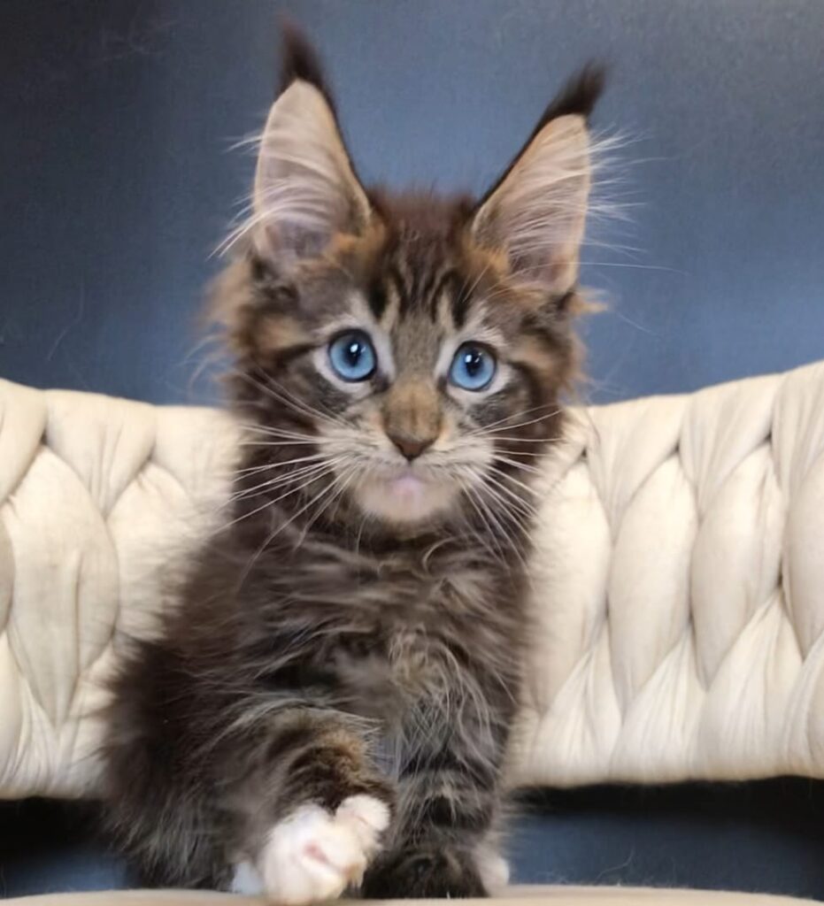 Romeo