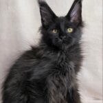 Yarofey Polydactyl thumbnail