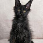 Yarofey Polydactyl thumbnail