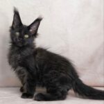 Yarofey Polydactyl thumbnail