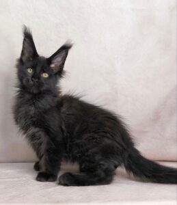 Yarofey Polydactyl Maine Coon kitten - Available for adoption at FavCats