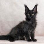 Yarofey Polydactyl thumbnail