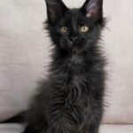 Yarofey Polydactyl thumbnail