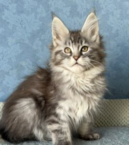 La Luna Maine Coon kitten - Available for adoption at FavCats