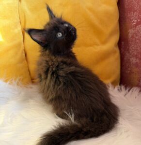 Ruby Maine Coon kitten - Available for adoption at FavCats