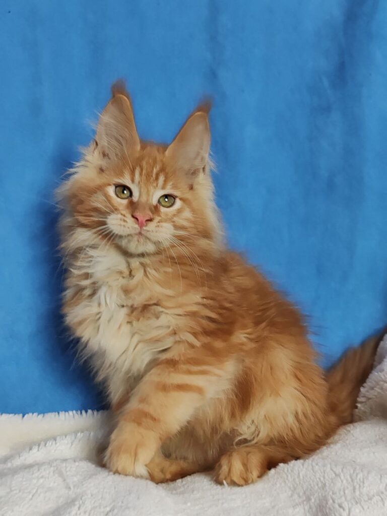 Sirius