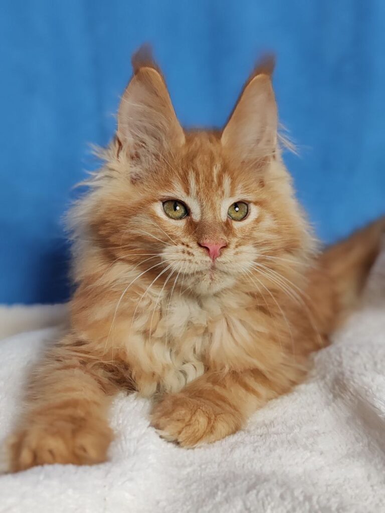 Sirius