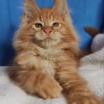 Sirius thumbnail