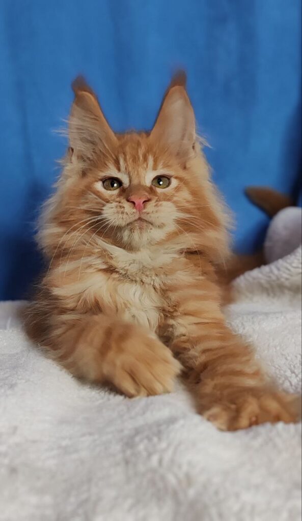 Sirius