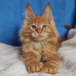 Sirius thumbnail
