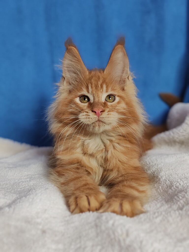 Sirius