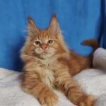 Sirius thumbnail