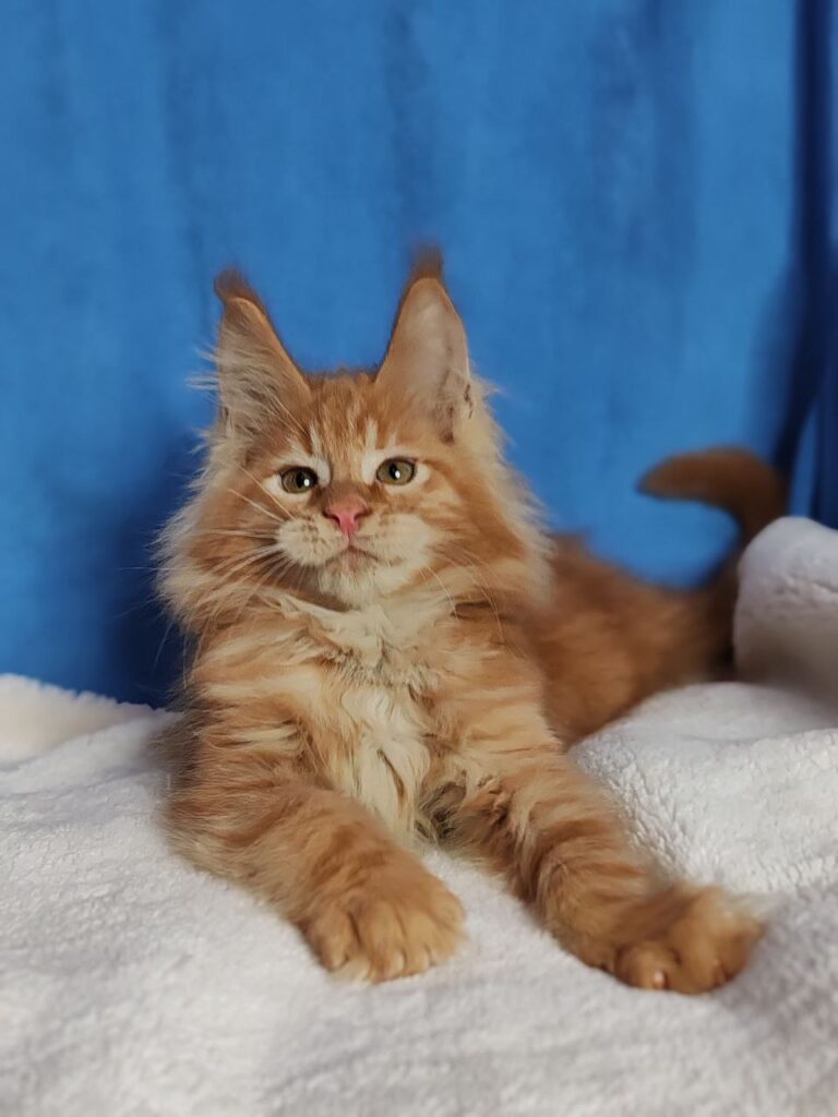 Sirius