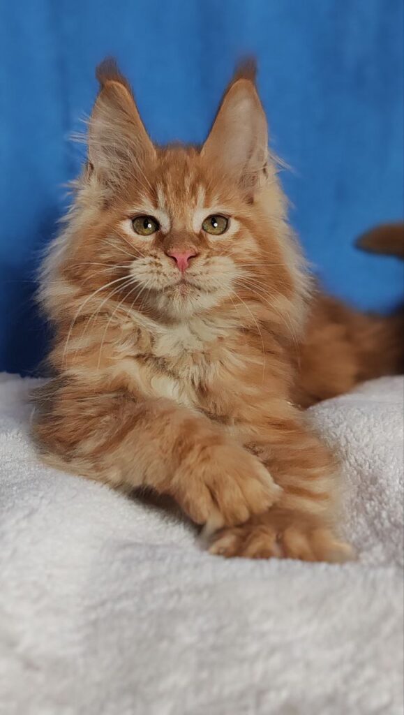 Sirius