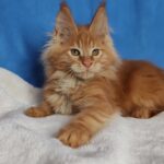 Sirius thumbnail