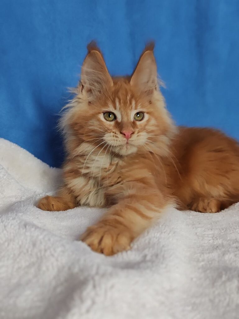 Sirius
