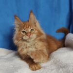 Sirius thumbnail