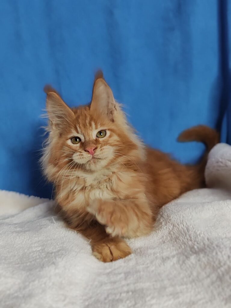 Sirius