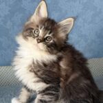 Muffin thumbnail