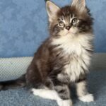Muffin thumbnail