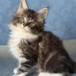 Muffin thumbnail