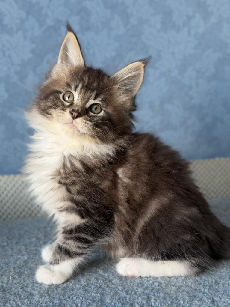 Muffin