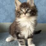 Muffin thumbnail