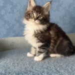 Muffin thumbnail