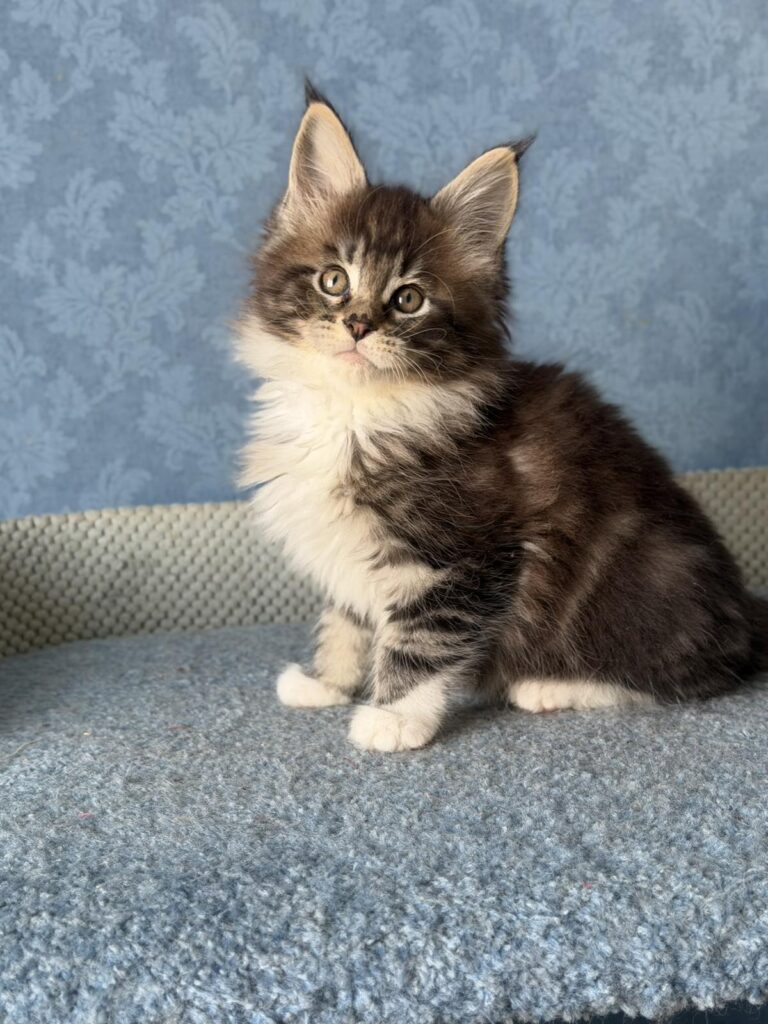 Muffin