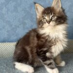 Muffin thumbnail