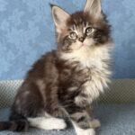 Muffin thumbnail